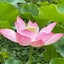 淡PINK アラカン　これからの人生がキット一番楽しいはずのサムネイル