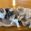 ふ〜ママのサムネイル