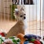 つかちゃんのサムネイル