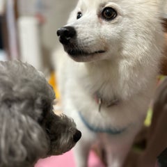 すんふぐままのプロフィール