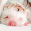 なめ子のサムネイル