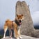 柴犬さくらと絶景とお花を求めてあの山へ