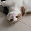 とまたまトマ子のサムネイル