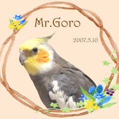 かめこのプロフィール