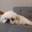 こたこまブログのサムネイル