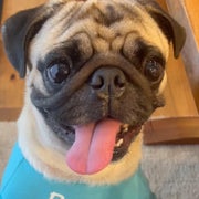 pugbunta23のおすすめのサムネイル