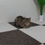 アラフォーシンママさちよのサムネイル