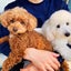 のんびり犬暮らしのサムネイル