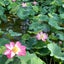 lotusflower58のサムネイル