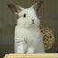 うさぎカメラのサムネイル