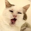 画像 さち猫福岡譲渡会参加猫達のご紹介のユーザープロフィール画像