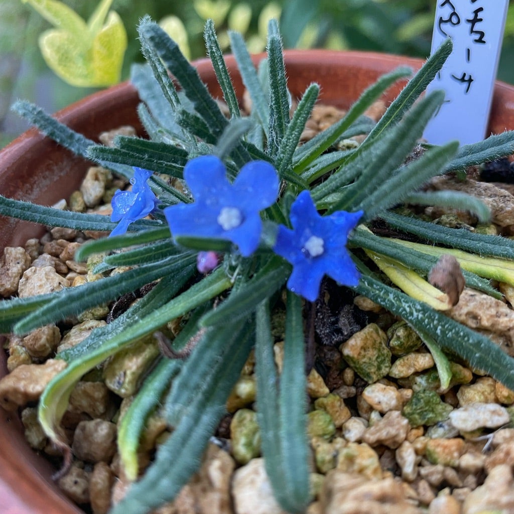 今日の山野草 白花エゾツツジ | 高山植物大好き
