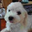 画像 ここもかのブログのユーザープロフィール画像