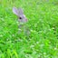 ででもこのサムネイル