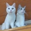 まことのサムネイル