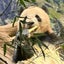 やおのサムネイル