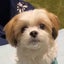画像 保護犬との暮らしをつづりますのユーザープロフィール画像