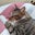 猫と暮らす注文住宅　高気密高断熱の家