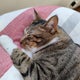 なっちのおすすめのサムネイル