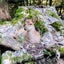 マツのサムネイル