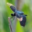 画像 野鳥に目覚めた昆虫好きオジの撮影日記のユーザープロフィール画像