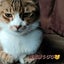 びび【猫】に癒されながらのサムネイル