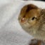 うずらの飼育日記　Quailfactoryのサムネイル