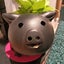 ココのサムネイル