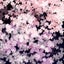 礼桜のサムネイル