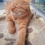 画像 アラカン‐ペコの風景のユーザープロフィール画像