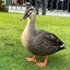 画像 釉 漢方カウンセリングの犬のブログのユーザープロフィール画像