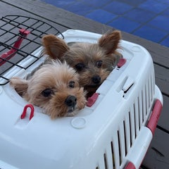 キキのプロフィール