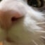 猫好きOBBちゃんのサムネイル