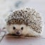 にじこのサムネイル