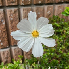 ☆コスモス☆のプロフィール