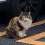 忍び猫のサムネイル