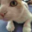 ぴなぞうのサムネイル
