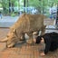 みんみんのサムネイル