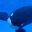 orcalynnのサムネイル