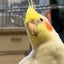 画像 オカメインコの「ニコ之助」とがんを乗り越えた私のユーザープロフィール画像