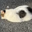 画像 nyankobuの日記のユーザープロフィール画像