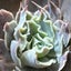 shavianaのサムネイル