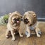画像 ごんたまちゃんねるのユーザープロフィール画像