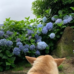 Itamipediaのプロフィール