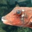otopiyのサムネイル