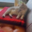 そらねこapolloのサムネイル