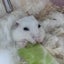 やしろのサムネイル