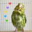 akaneのサムネイル