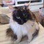 画像 山、借りてみた　週末野営ブログのユーザープロフィール画像