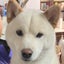 柴犬と亀達日記のサムネイル
